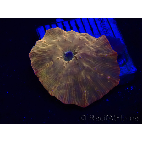 WYSIWYG - RAH Discosoma 24K Gold 13F1