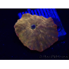 WYSIWYG - RAH Discosoma 24K Gold