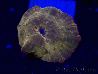 WYSIWYG - RAH Discosoma 24K Gold