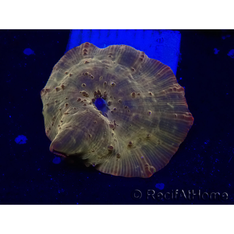 WYSIWYG - RAH Discosoma 24K Gold 13F2