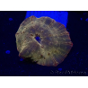 WYSIWYG - RAH Discosoma 24K Gold 13F2