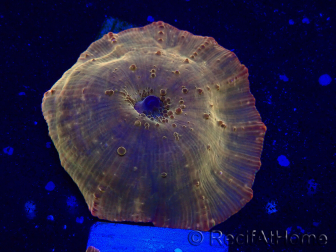 WYSIWYG - RAH Discosoma 24K Gold 13F3