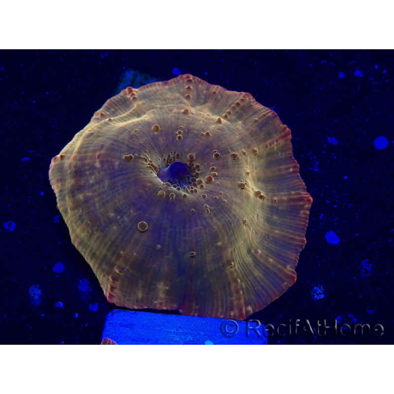 WYSIWYG - RAH Discosoma 24K Gold