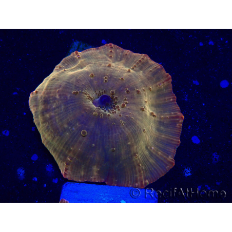 WYSIWYG - RAH Discosoma 24K Gold 13F3
