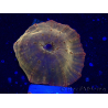 WYSIWYG - RAH Discosoma 24K Gold