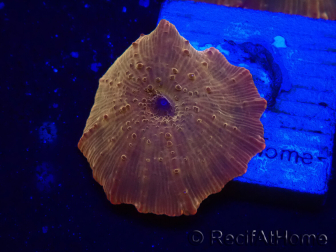 WYSIWYG - RAH Discosoma 24K Gold 13F4