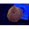WYSIWYG - RAH Discosoma 24K Gold 13F4