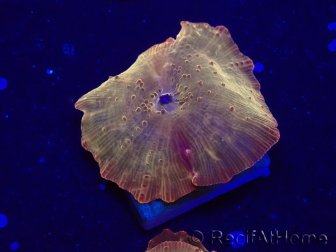 WYSIWYG - RAH Discosoma 24K Gold