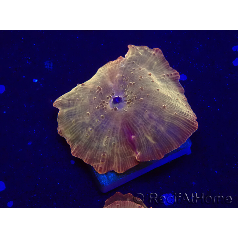 WYSIWYG - RAH Discosoma 24K Gold