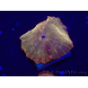 WYSIWYG - RAH Discosoma 24K Gold 13F5