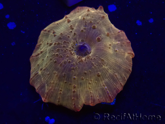 WYSIWYG - RAH Discosoma 24K Gold