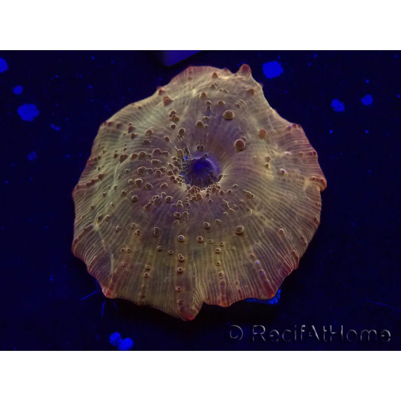 WYSIWYG - RAH Discosoma 24K Gold 13F6