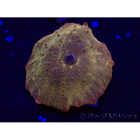 WYSIWYG - RAH Discosoma 24K Gold