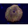 WYSIWYG - RAH Discosoma 24K Gold
