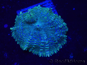 WYSIWYG - Rhodactis 13G3