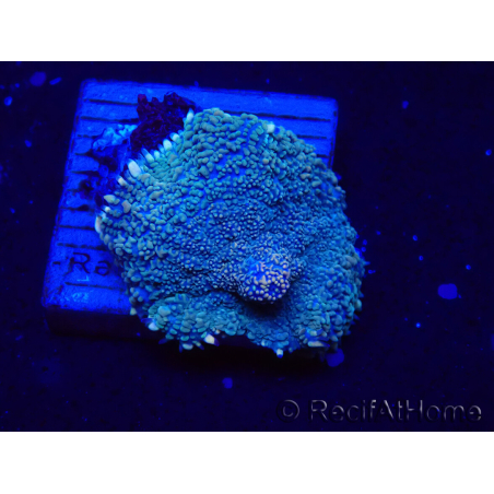 WYSIWYG - Rhodactis 13G4