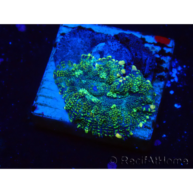 WYSIWYG - Rhodactis 13I4