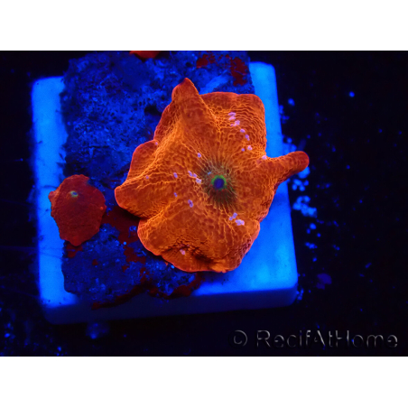 WYSIWYG - Discosoma 13K5
