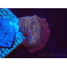 WYSIWYG - Discosoma