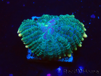 WYSIWYG - Rhodactis 13L6