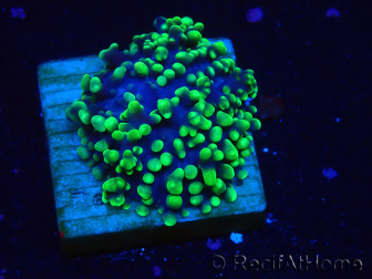 WYSIWYG - Rhodactis 13M2