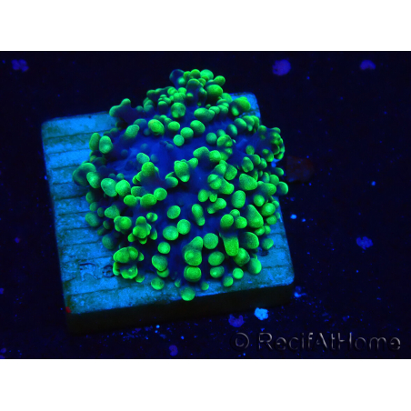 WYSIWYG - Rhodactis 13M2