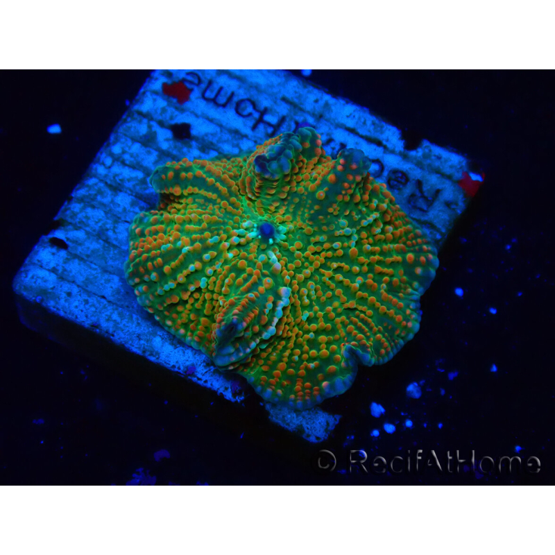 WYSIWYG - Rhodactis indosinensis 13N2