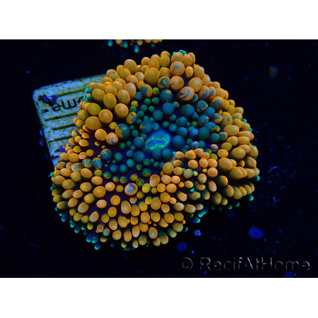 WYSIWYG - Ricordea florida 13D2