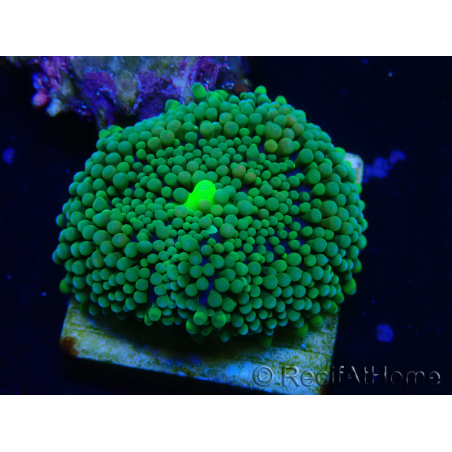 WYSIWYG - Ricordea florida 13D6