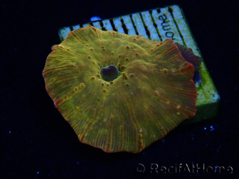 WYSIWYG - RAH Discosoma 24K Gold 13F1