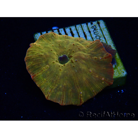 WYSIWYG - RAH Discosoma 24K Gold