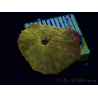 WYSIWYG - RAH Discosoma 24K Gold 13F1