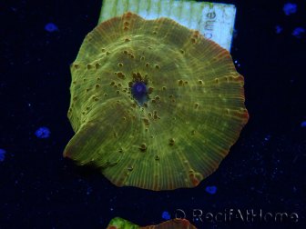 WYSIWYG - RAH Discosoma 24K Gold 13F2
