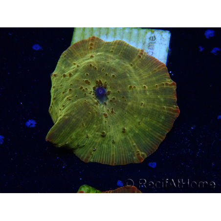 WYSIWYG - RAH Discosoma 24K Gold 13F2