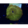 WYSIWYG - RAH Discosoma 24K Gold