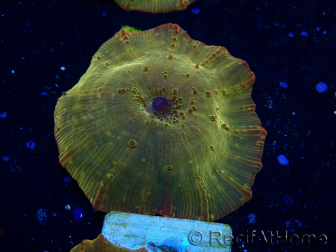 WYSIWYG - RAH Discosoma 24K Gold