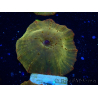 WYSIWYG - RAH Discosoma 24K Gold 13F3
