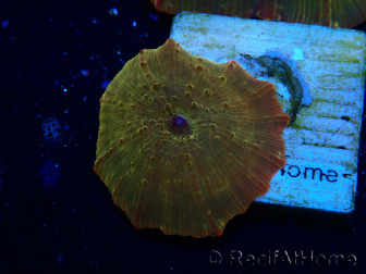 WYSIWYG - RAH Discosoma 24K Gold