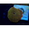WYSIWYG - RAH Discosoma 24K Gold 13F4