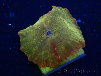WYSIWYG - RAH Discosoma 24K Gold