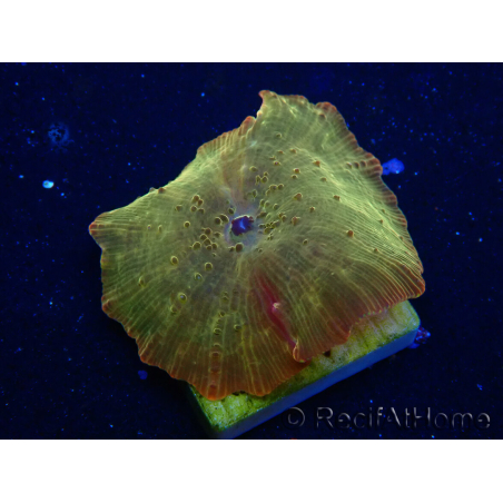WYSIWYG - RAH Discosoma 24K Gold 13F5