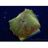 WYSIWYG - RAH Discosoma 24K Gold 13F5