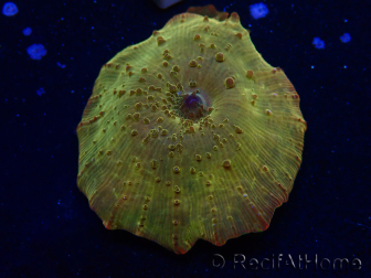WYSIWYG - RAH Discosoma 24K Gold