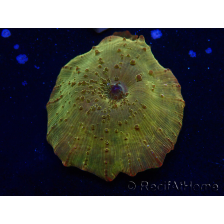 WYSIWYG - RAH Discosoma 24K Gold