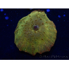 WYSIWYG - RAH Discosoma 24K Gold 13F6