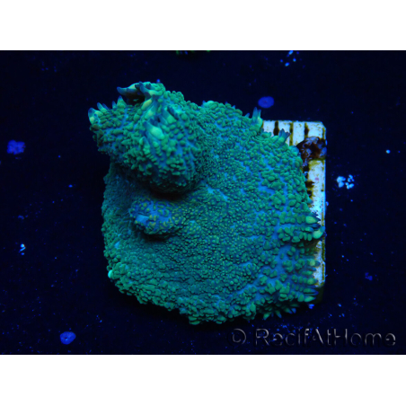 WYSIWYG - Rhodactis 13G2