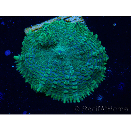 WYSIWYG - Rhodactis 13G3