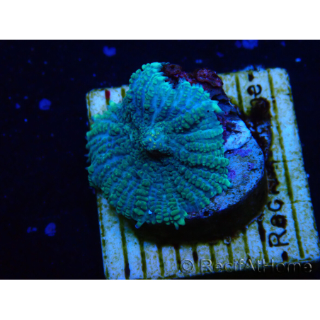 WYSIWYG - Rhodactis 13G6