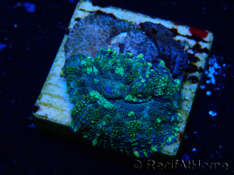 WYSIWYG - Rhodactis 13I4