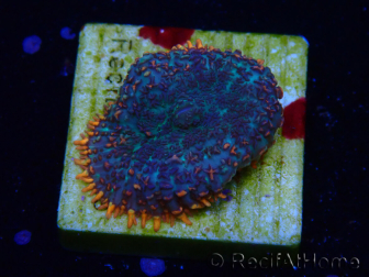 WYSIWYG - Rhodactis 13J2